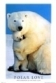 Eisb�ren: Polar Love 