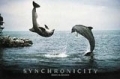 Delfine: Synchronicity 