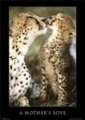Geparden: A Mother`s Love 
