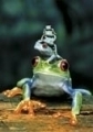 Fr�sche: Frosch Familie 