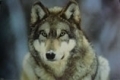 W�lfe: Grauer Wolf in Montana 