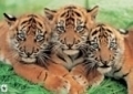 3 Tiger Babys (WWF) 