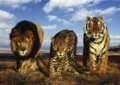 Raubkatzen: The wild cats 