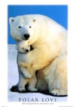 Eisb�ren: Polar Love 
